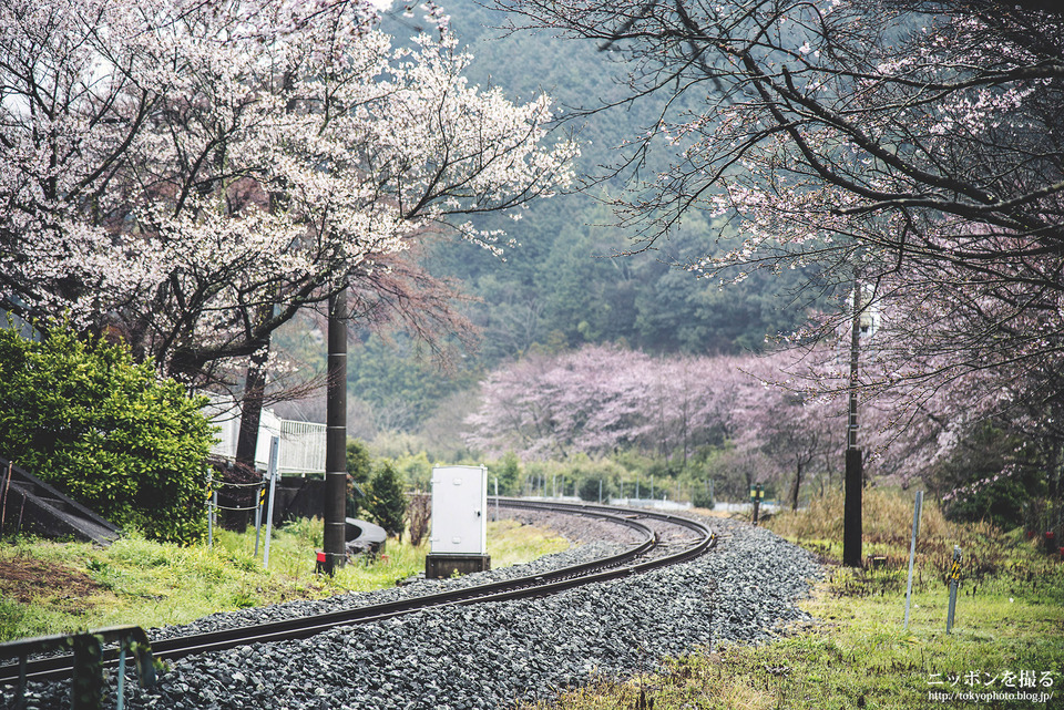 三重県_大紀町_伊勢柏崎_0385