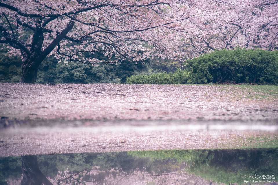 47_東京_練馬区_光が丘公園