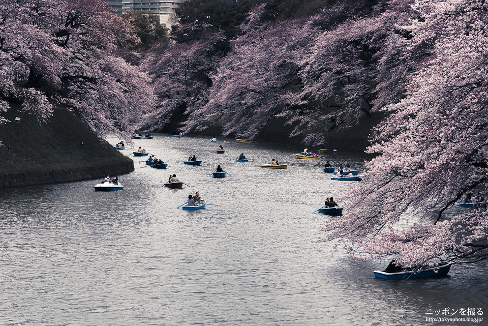 千鳥ヶ淵_桜_0009