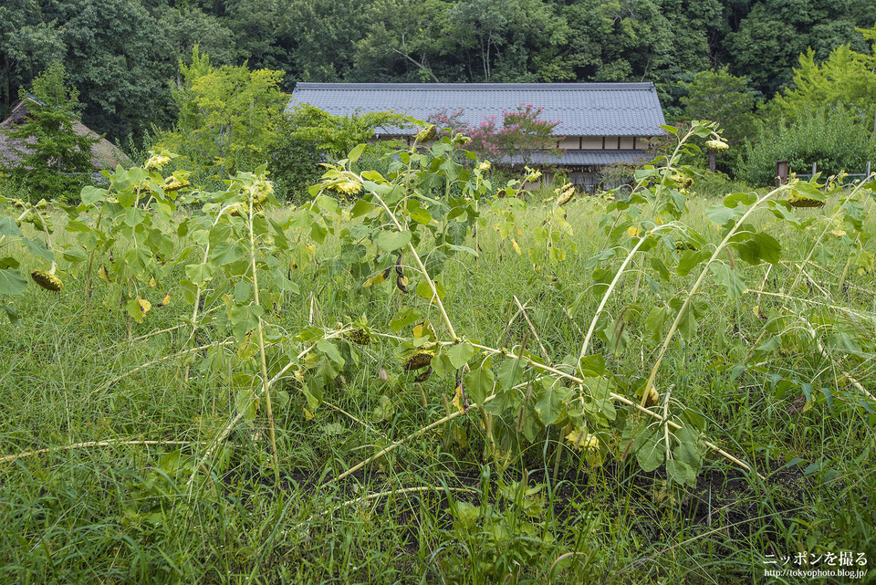 岐阜県_美濃加茂市_日本昭和村_0300