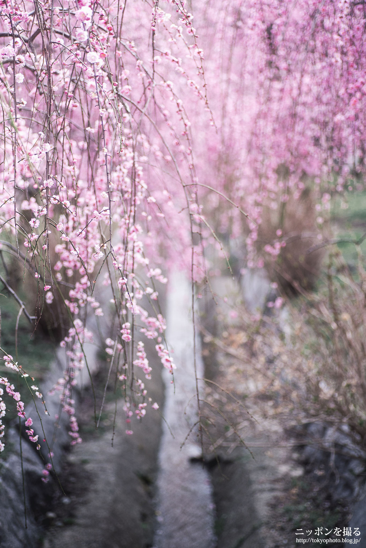 梅の撮り方 : ニッポンを撮る