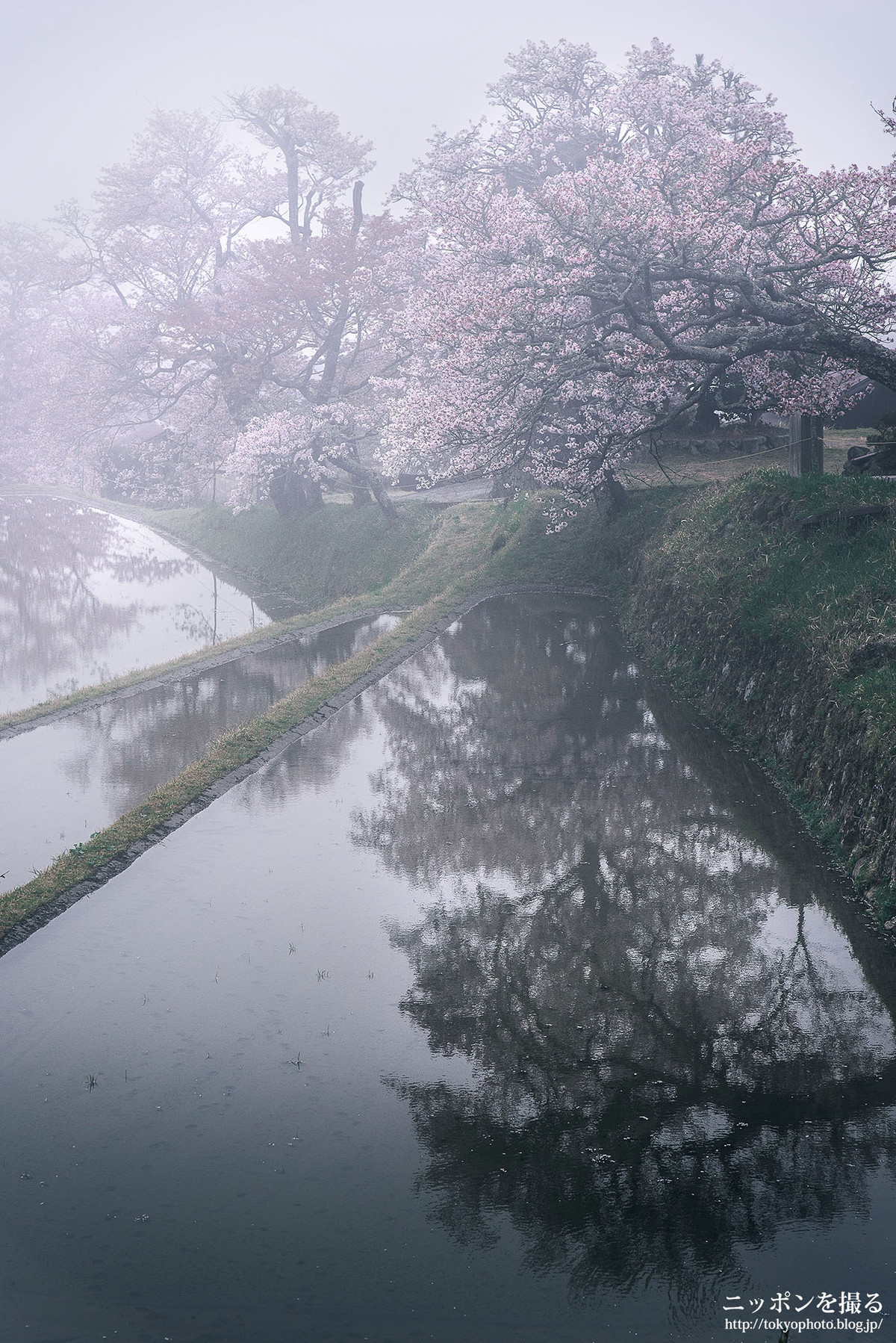 三重の桜】霧に包まれた三多気の桜 : ニッポンを撮る