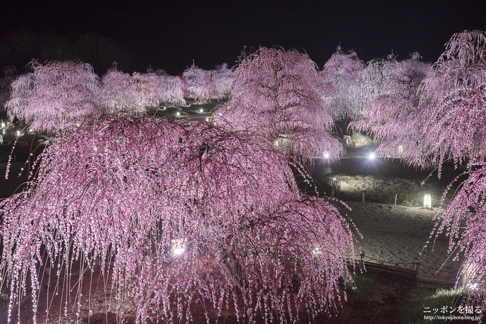 鈴鹿の森庭園_しだれ梅ライトアップ_4