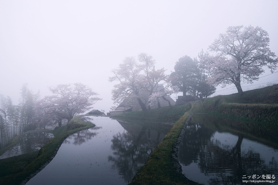 三重県_津市_三多気の桜_0174