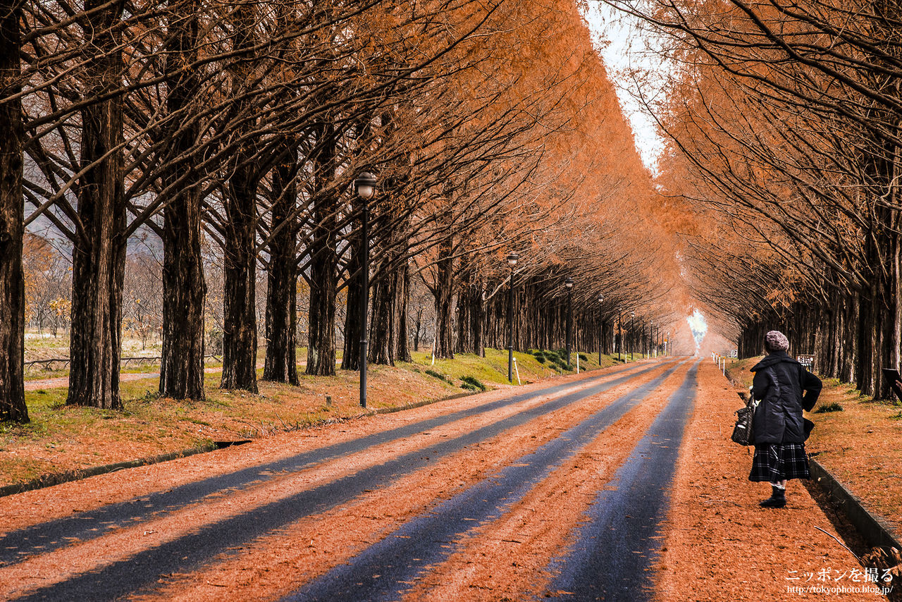拍子木 ♤拍子木(ひょうしぎ)♤音木♤クラベス♤27cm♤角型天然木♤紅白