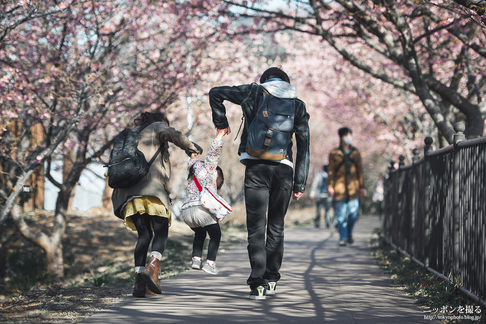 静岡県_河津町_河津桜まつり_0122