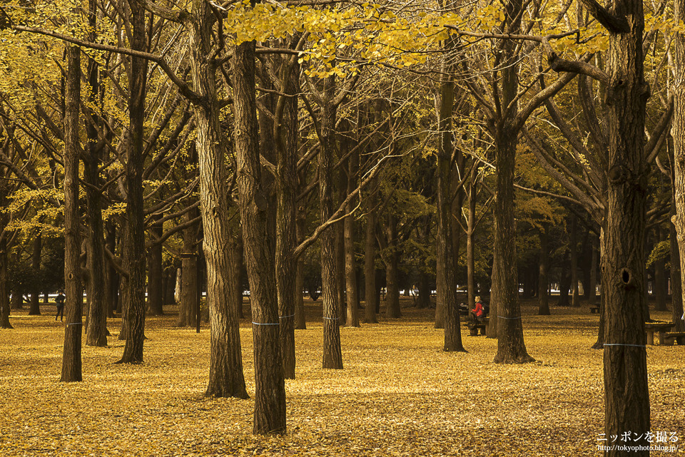 代々木公園_0000