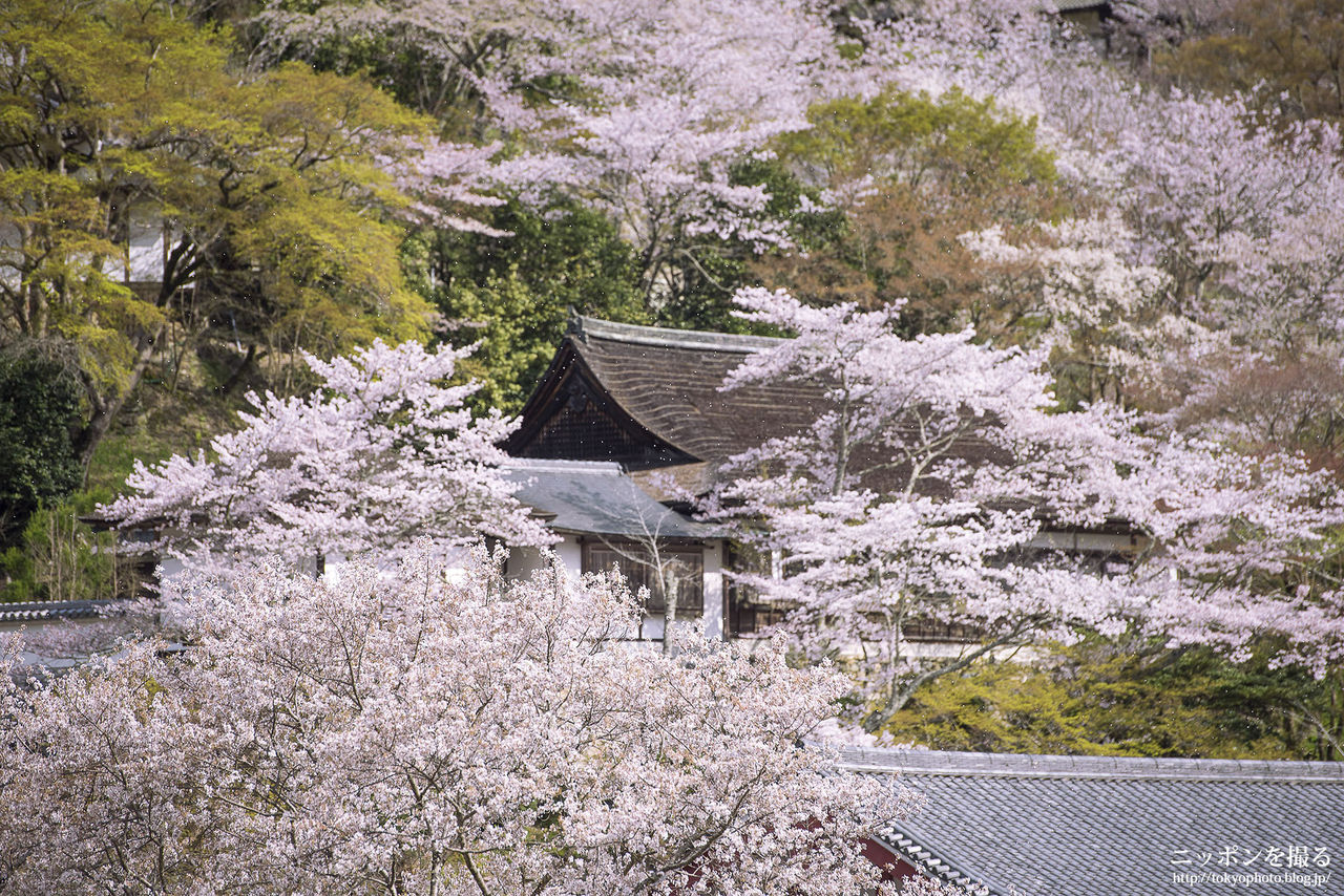 奈良の桜】長谷寺の桜吹雪がめちゃくちゃ綺麗でした : ニッポンを撮る
