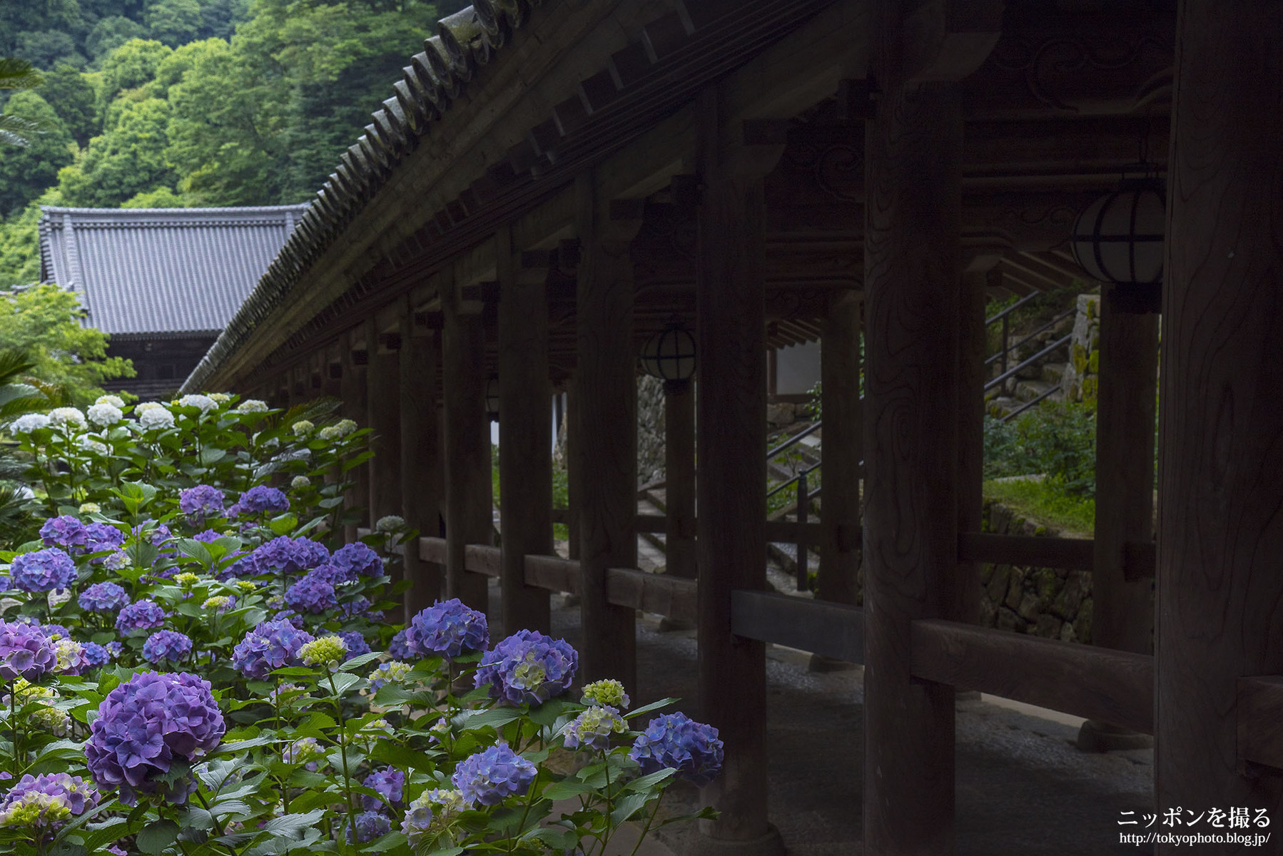 18 6 16 アジサイが見頃の長谷寺に行ってきた ニッポンを撮る