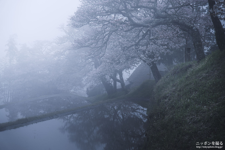 三重県_津市_三多気の桜_0202