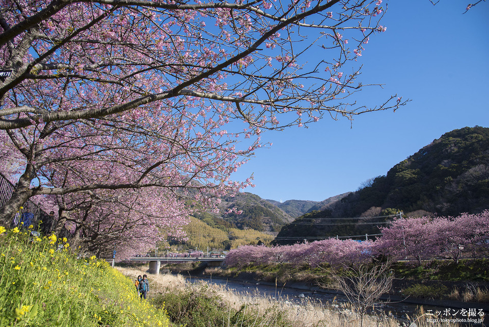 静岡県_河津町_河津桜まつり_0131