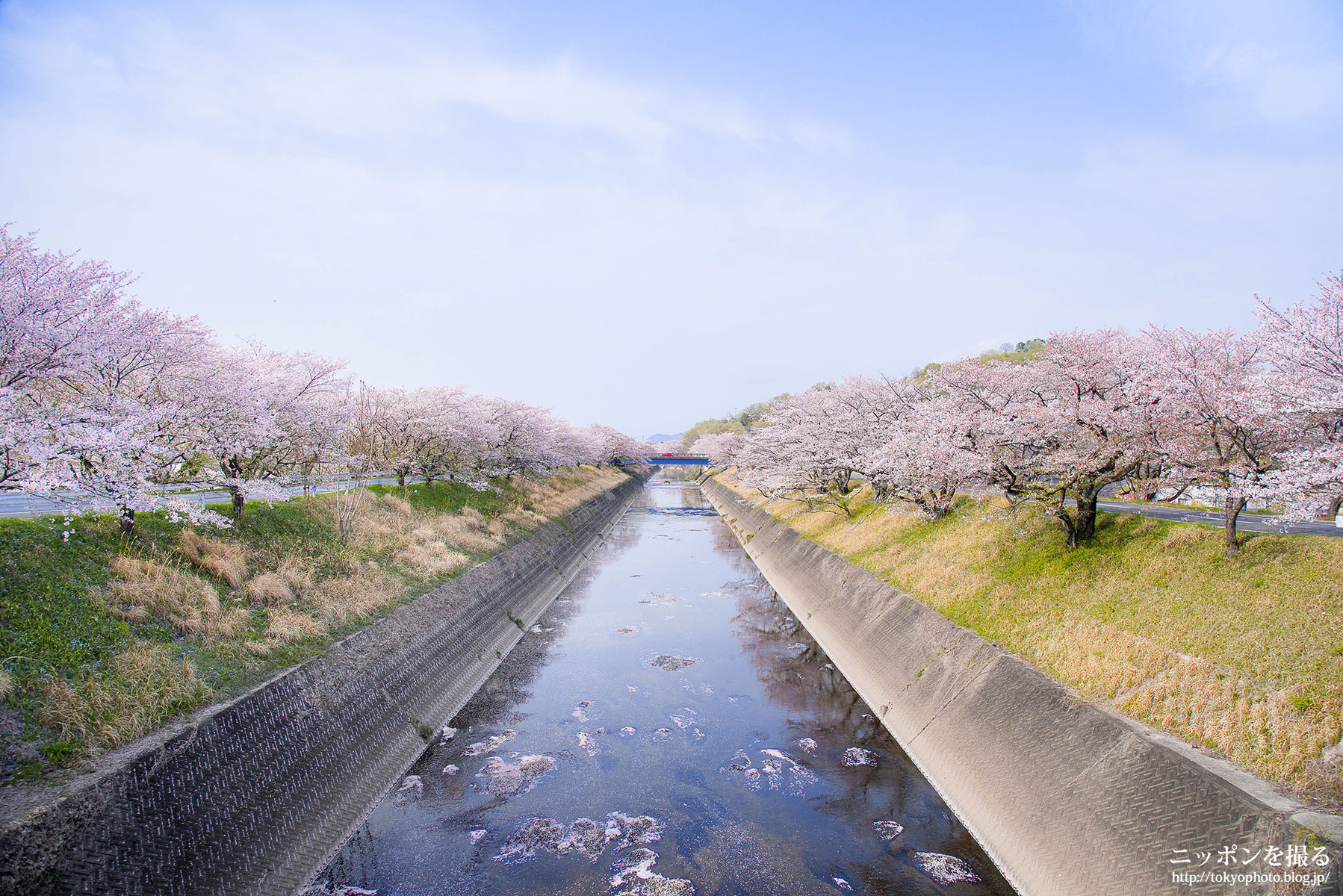 岐阜の桜 新境川の桜並木 ニッポンを撮る 岐阜の桜 新境川の桜並木 ニッポンを撮る