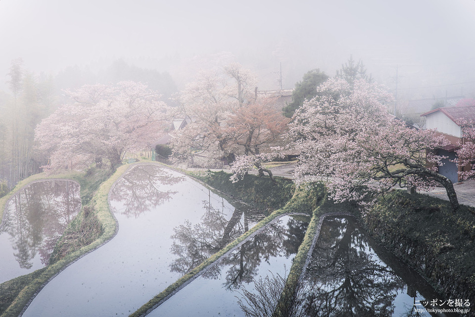 三重県_津市_三多気の桜_0270