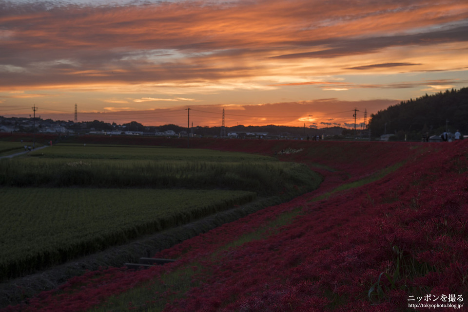 愛知県_半田市_矢勝川 彼岸花堤_180922_0153