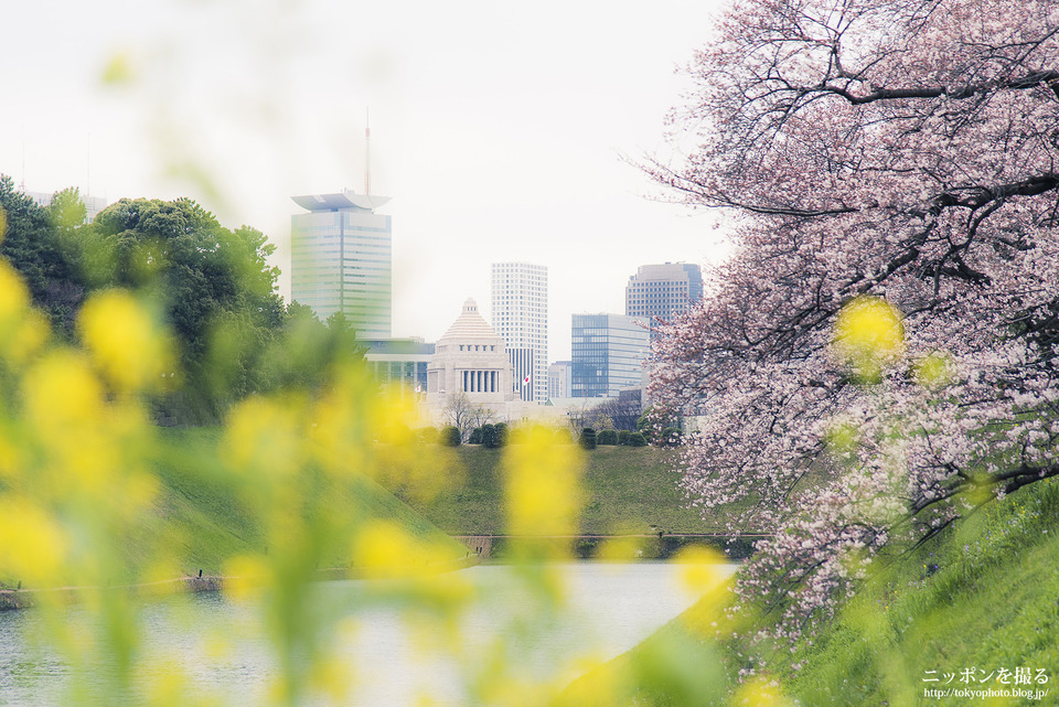 千鳥ヶ淵_桜_0021