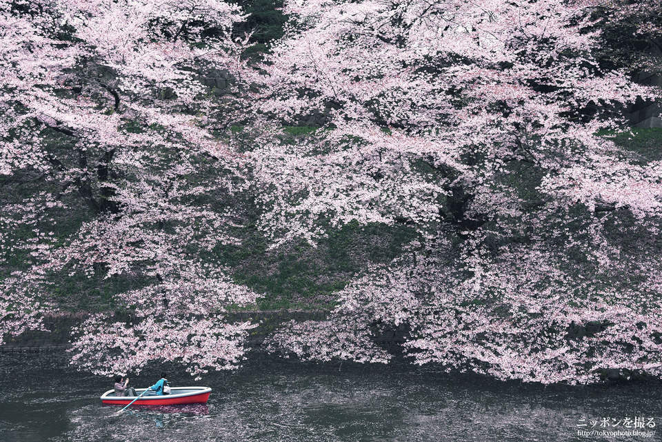 東京都_千代田区_千鳥ヶ淵_0473