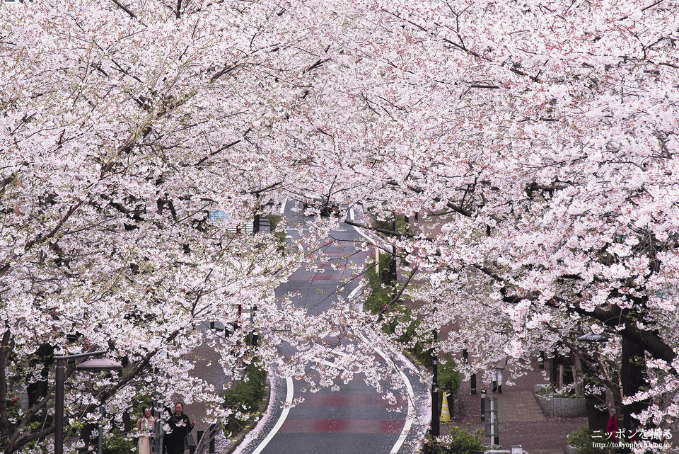 渋谷_160405_0085__桜坂_桜