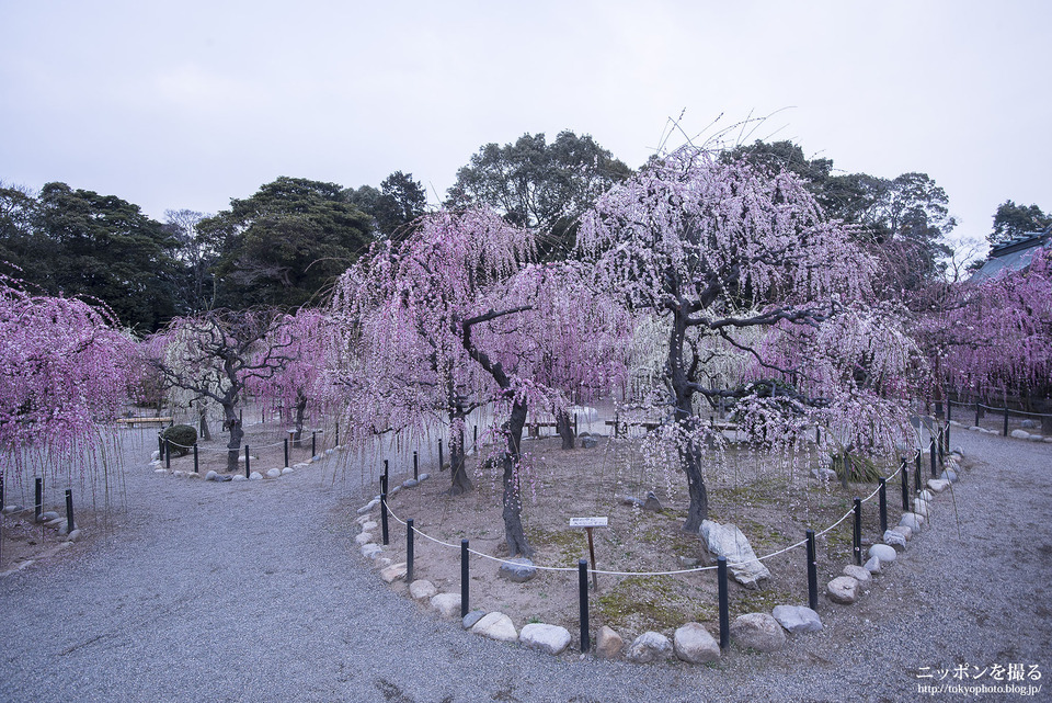 三重の撮影スポット_結城神社の梅_0002