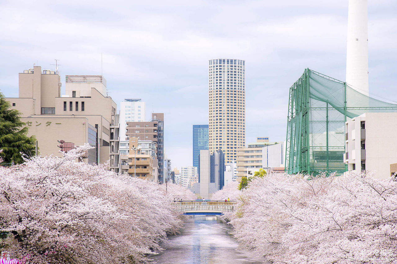 東京の桜 目黒川の桜並木 ニッポンを撮る