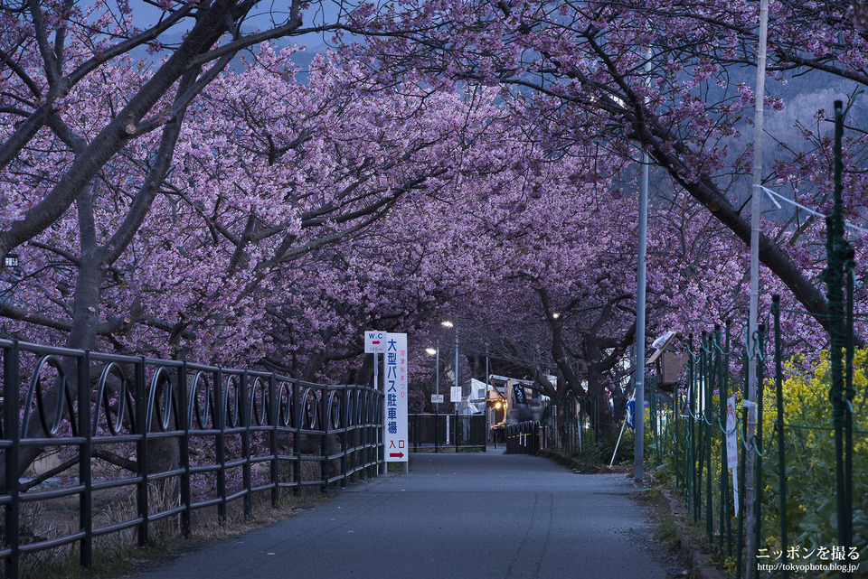 静岡県_河津町_河津桜まつり_0010