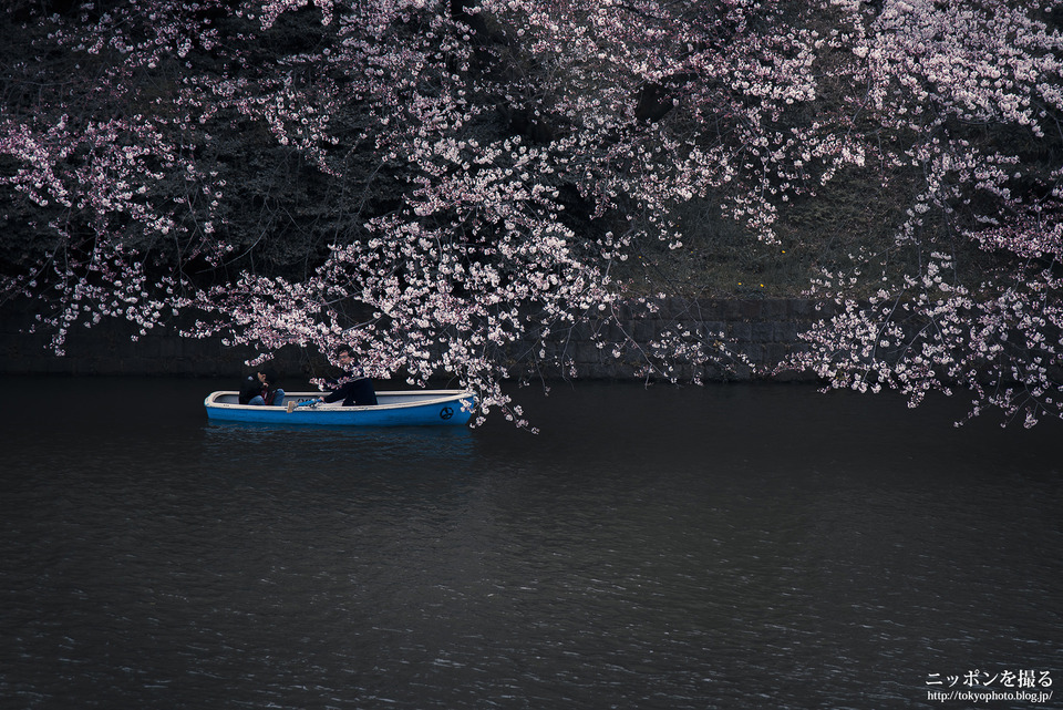 千鳥ヶ淵_桜_0010