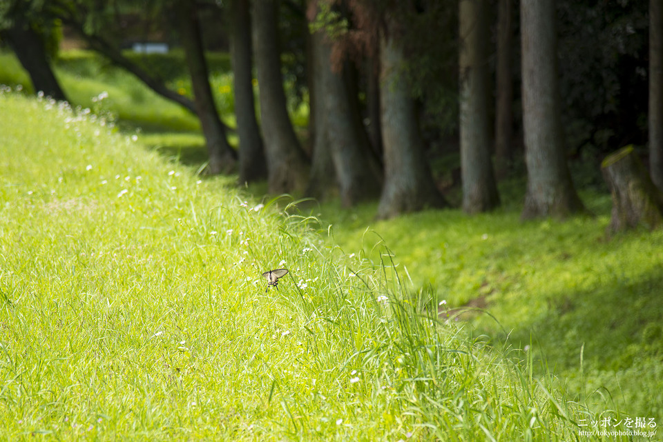 山中城跡と箱根旧街道_0119