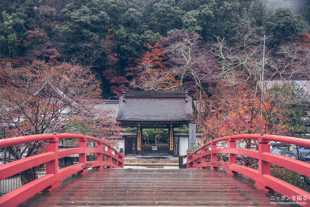 紅葉 室生寺を撮影してきた 奈良県宇陀市 ニッポンを撮る 紅葉 室生寺を撮影してきた 奈良県宇陀市 ニッポンを撮る