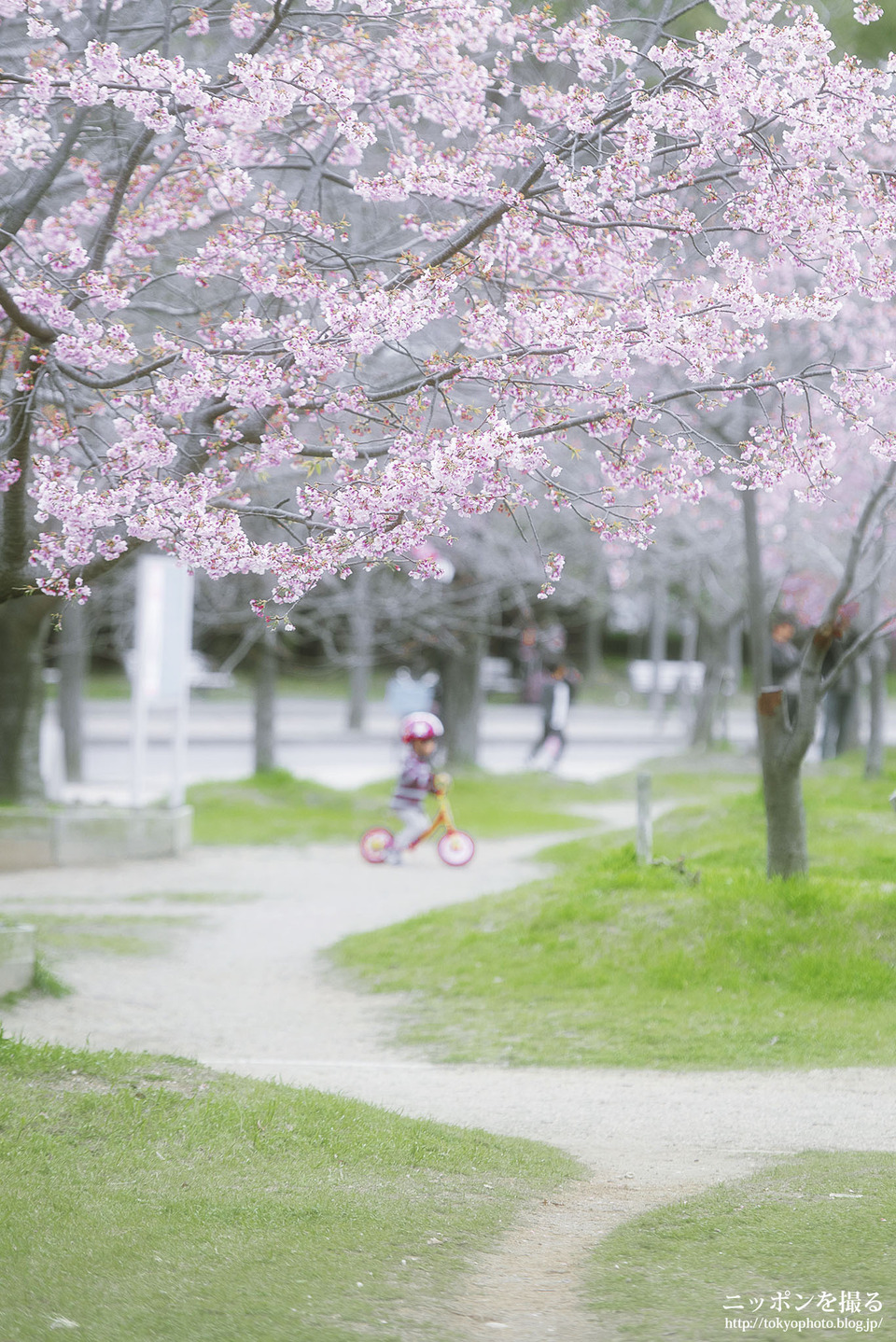 大阪府_大阪市東住吉区_長居公園_190320_0197