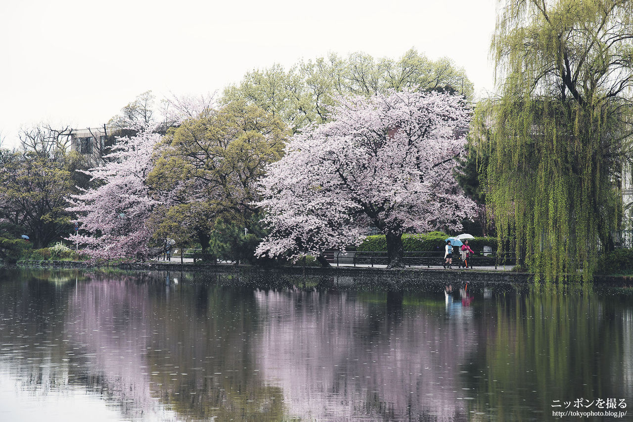 東京の桜 石神井公園 都内で楽しめる本格的な自然 ニッポンを撮る