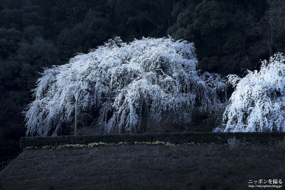 愛知県_岡崎市_奥山田のしだれ桜_0016