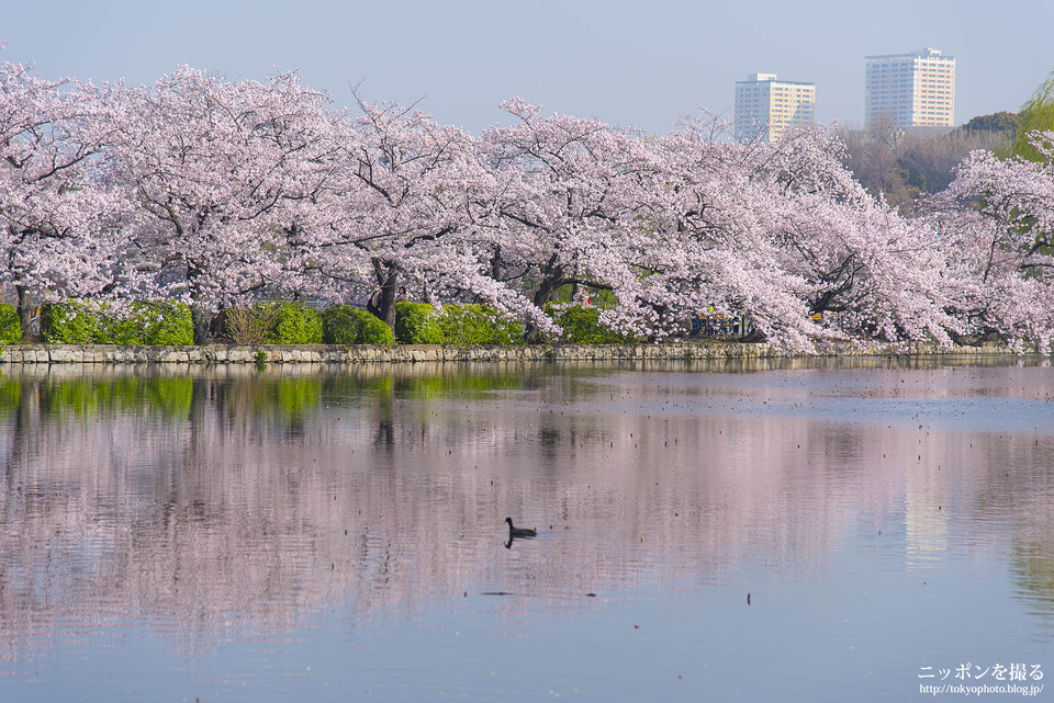 上野公園_桜_0006