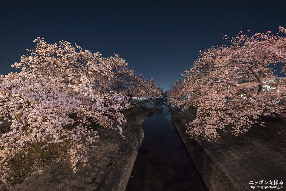 奈良県_大和高田市_大中公園_180328_0053