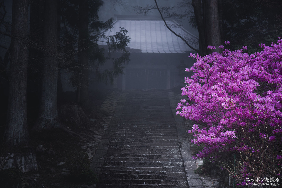 三重県_津市_三多気の桜_0094