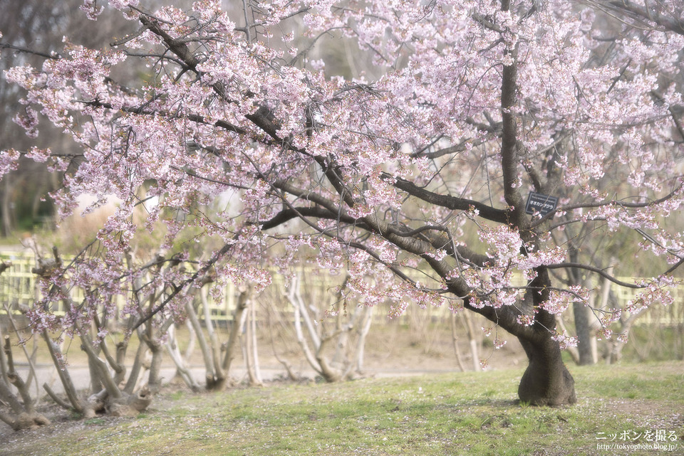 大阪府_大阪市東住吉区_長居公園_190320_0159