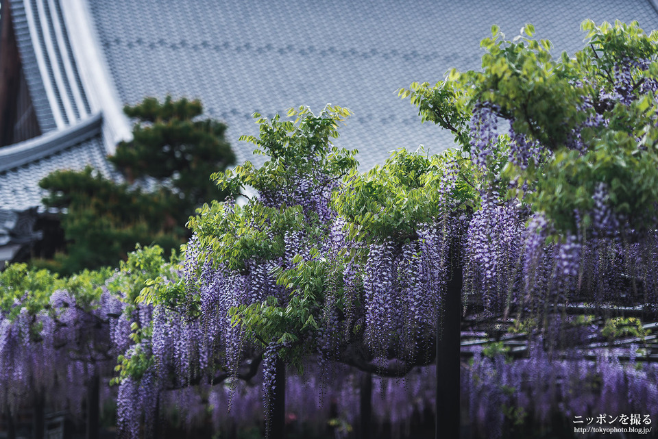 藤_岐阜県_羽島市_竹鼻別院