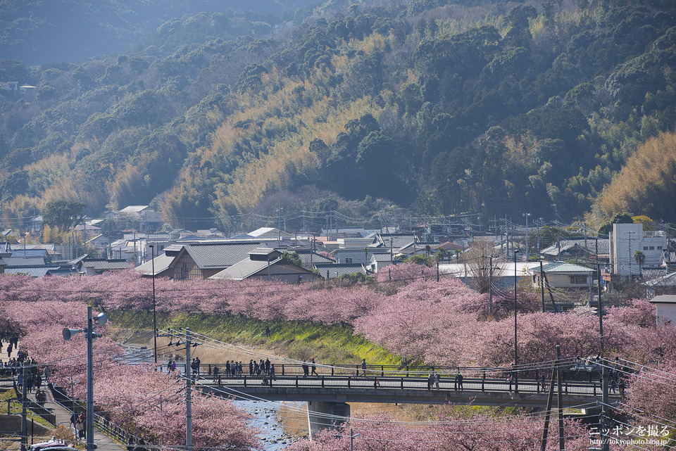 静岡県_河津町_河津桜まつり_0272