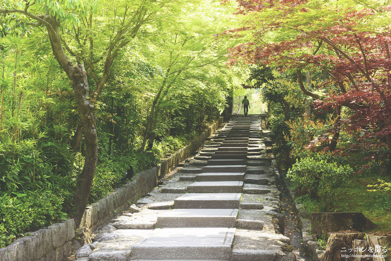 京都の新緑 高台寺 400年前の日本と繋がれる場所 ニッポンを撮る