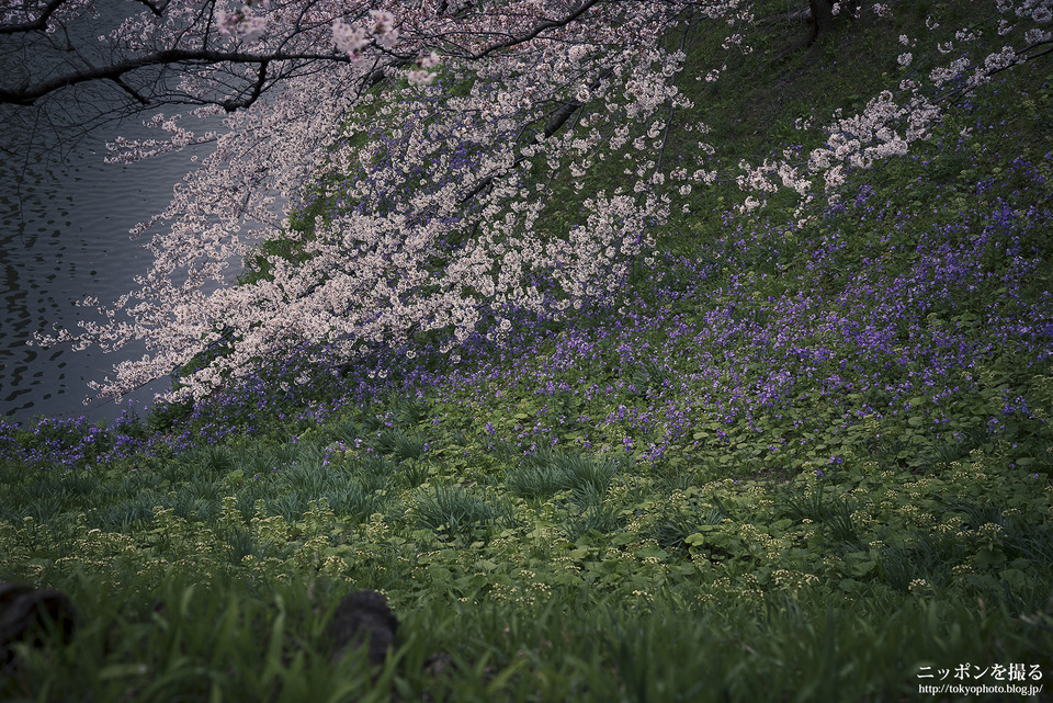 千鳥ヶ淵_桜_0017