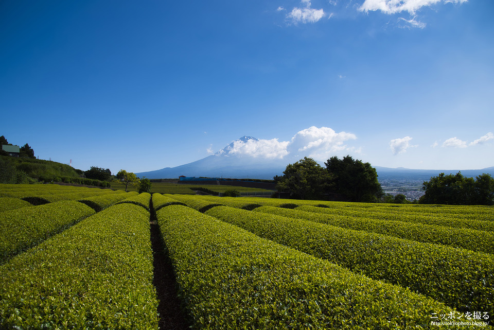 富士市の茶畑_0157
