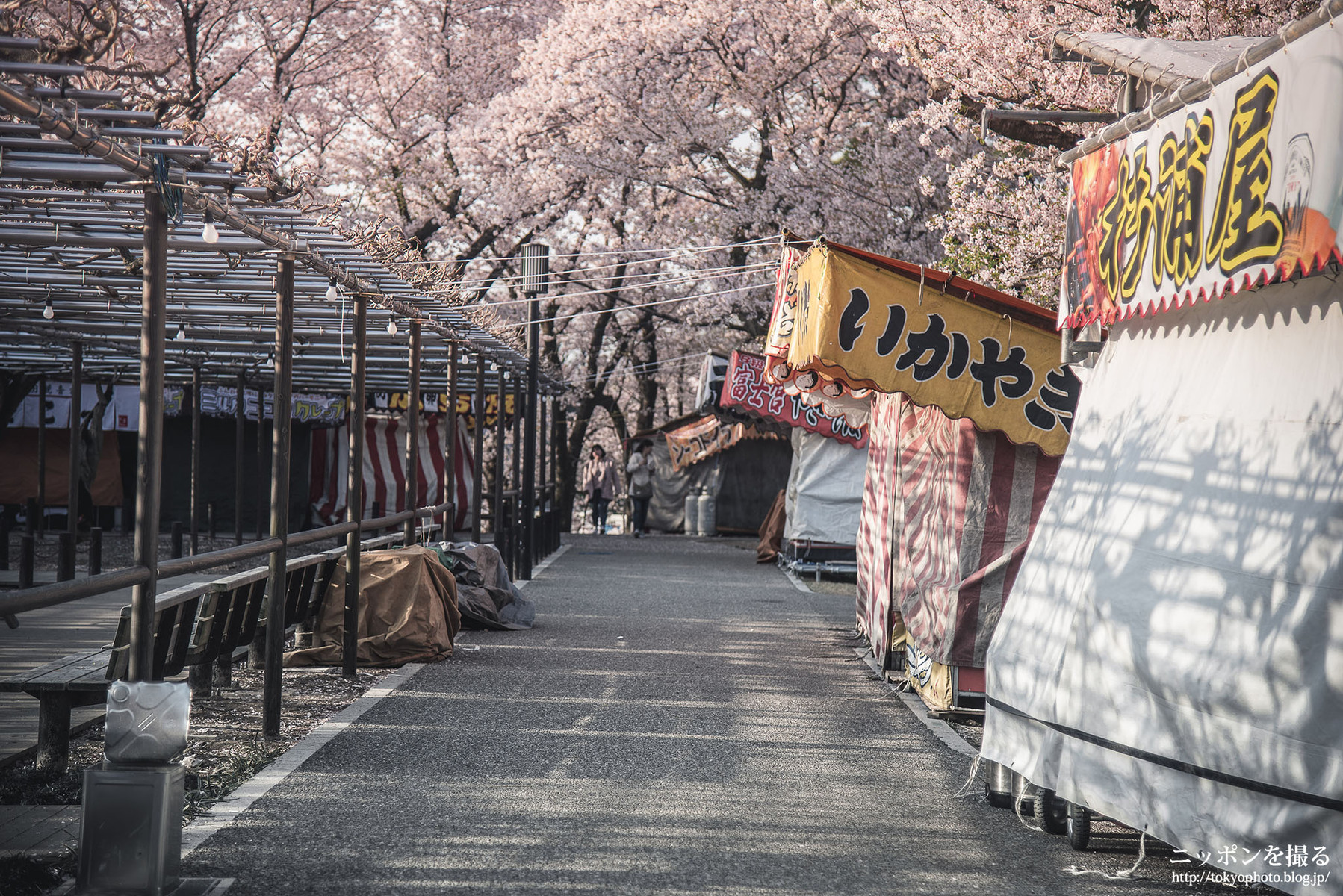 愛知の桜 岡崎公園 岡崎城 で桜と名鉄を撮ってきた ニッポンを撮る 愛知の桜 岡崎公園 岡崎城 で桜と名鉄を撮ってきた ニッポンを撮る