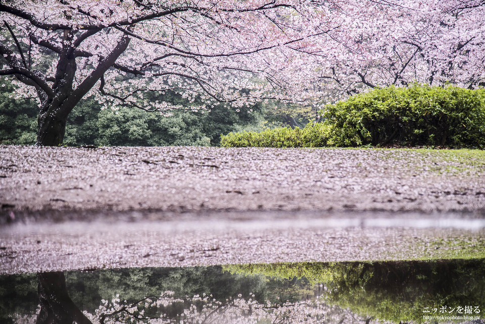 東京都_練馬区_光が丘公園_0312