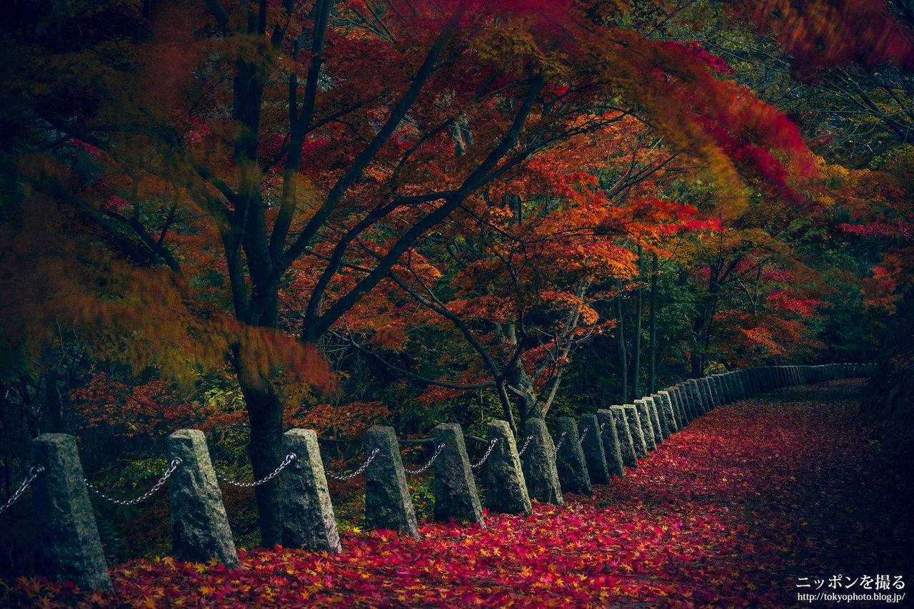 吉野 山 紅葉 デート デート アライブ 映画 Op