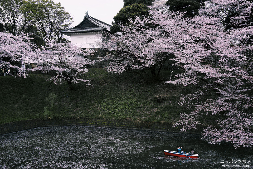 東京都_千代田区_千鳥ヶ淵_0469