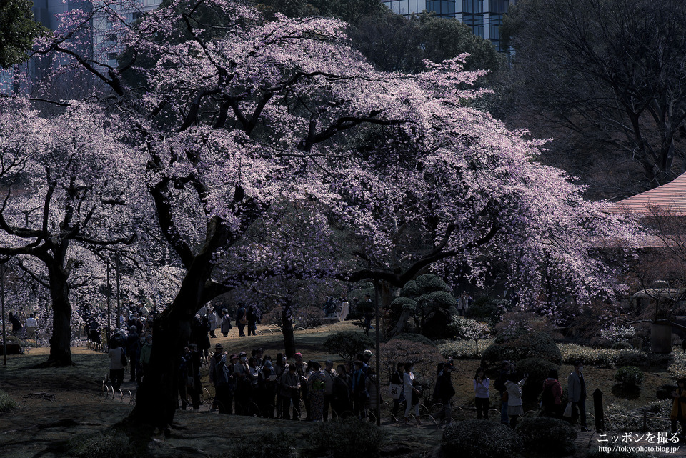 小石川後楽園_桜_0002