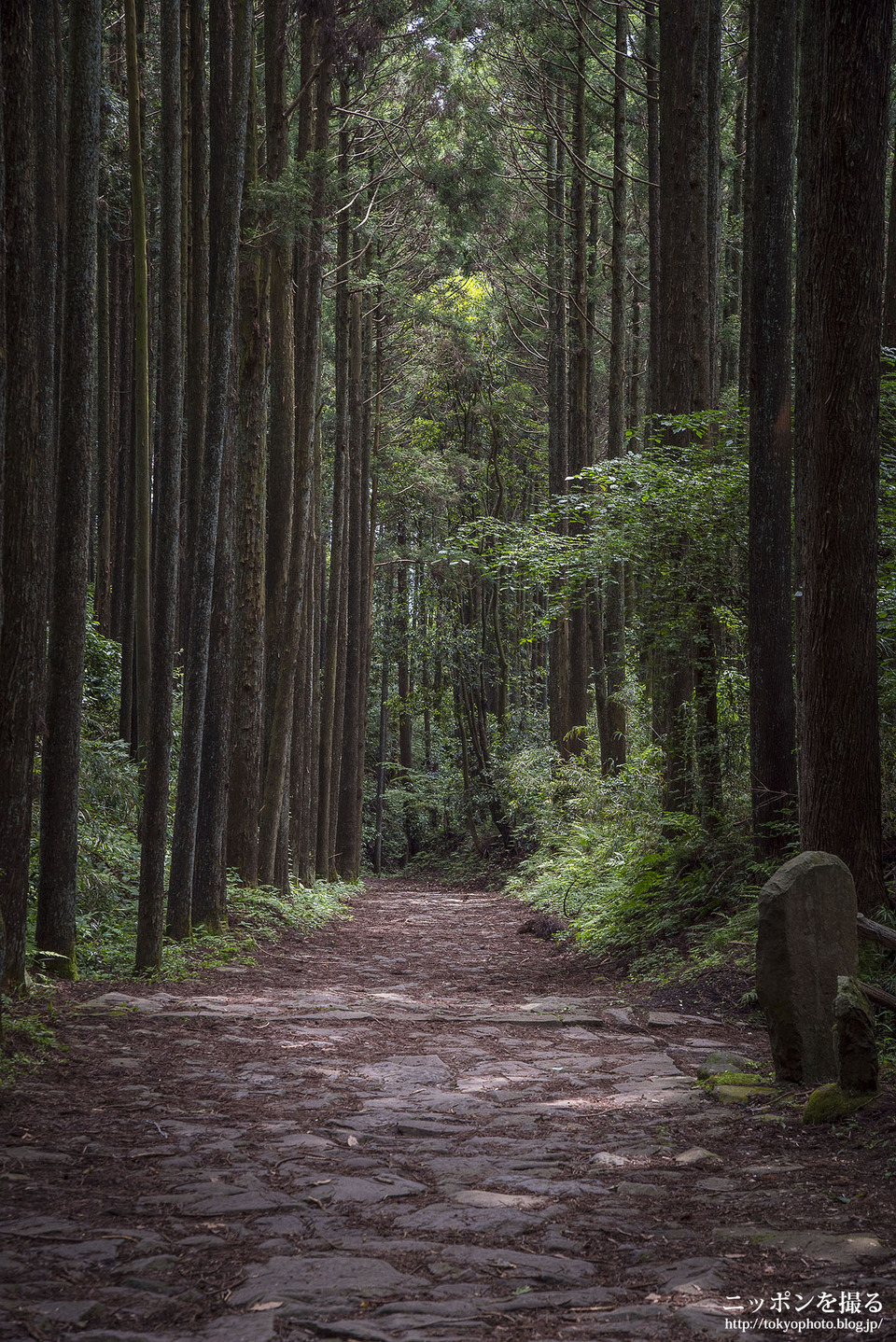 山中城跡と箱根旧街道_0063