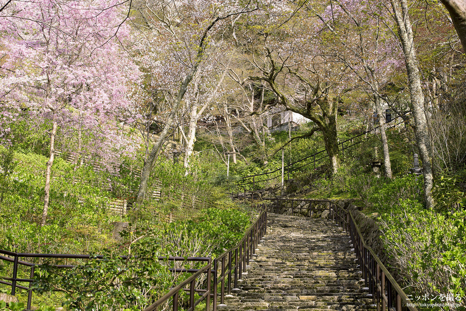 奈良県_桜井市_長谷寺_0059