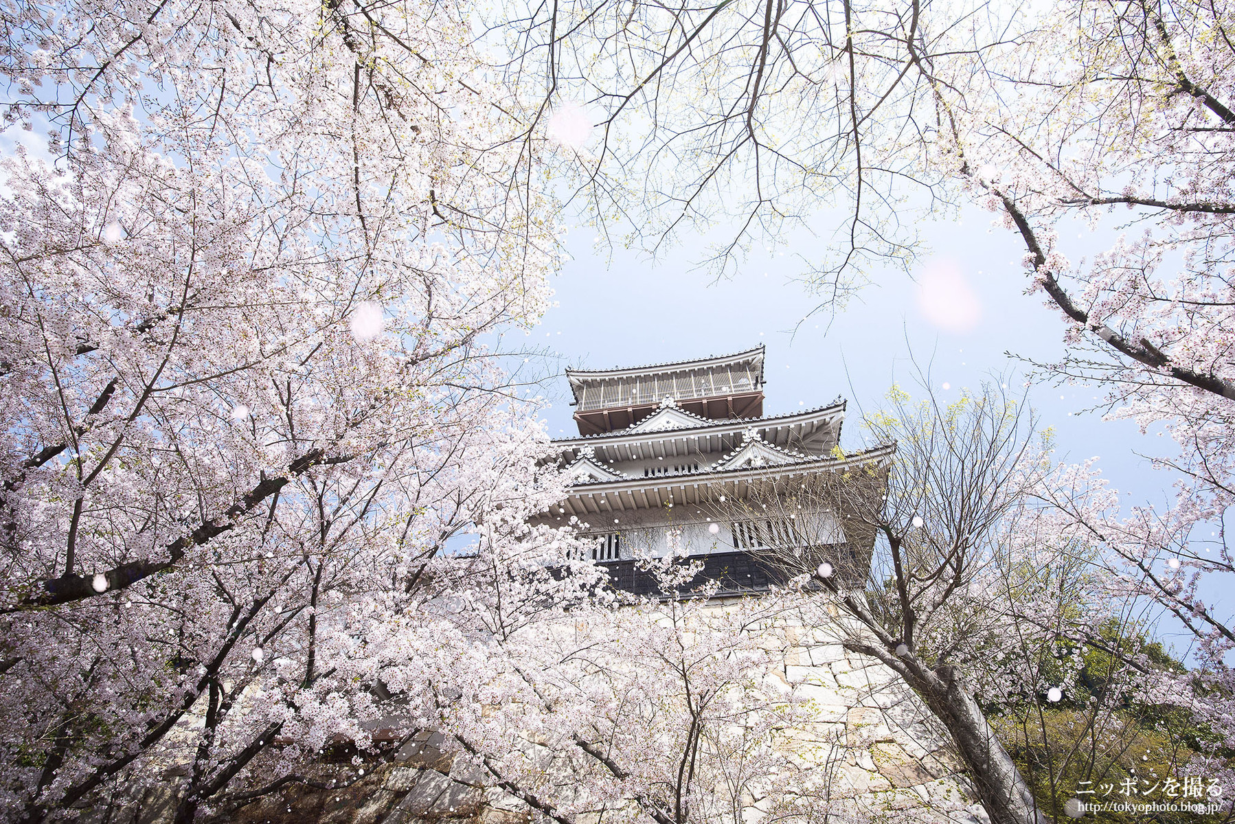 愛知の桜 岩崎城で桜を撮ってきた ニッポンを撮る