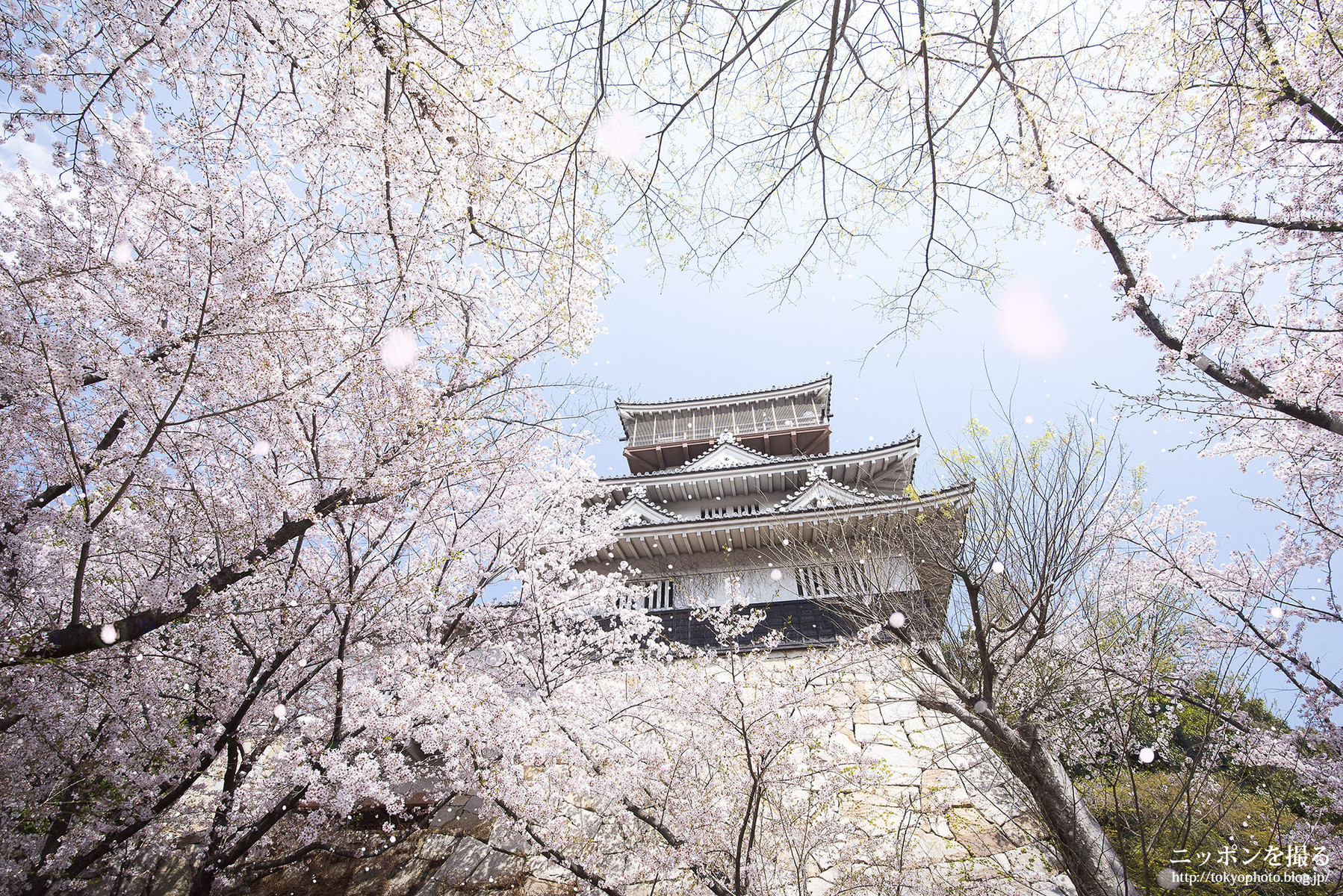 愛知の桜 岩崎城で桜を撮ってきた ニッポンを撮る 愛知の桜 岩崎城で桜を撮ってきた ニッポンを撮る