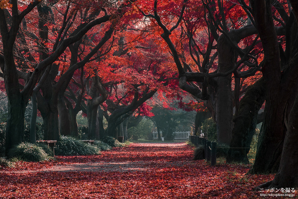 東京都_文京区_小石川植物園_151216_2850