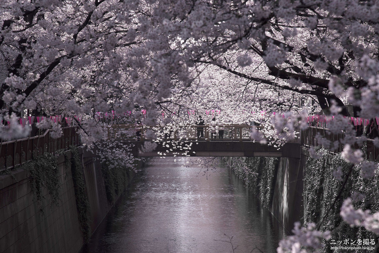 【東京の桜】目黒川の桜並木(東京都目黒区) : ニッポンを撮る